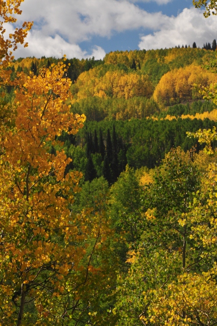 Aspens line the 121 into the Grand Mesa Natl Forest